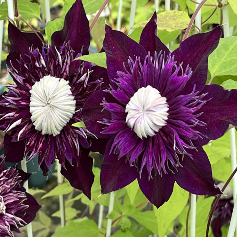 Клематис цветущий Мофаши